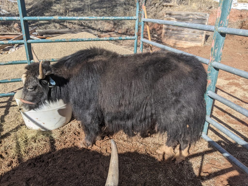 Yaks for Sale Serendipity Farmstead 6052231125 / 3037194484