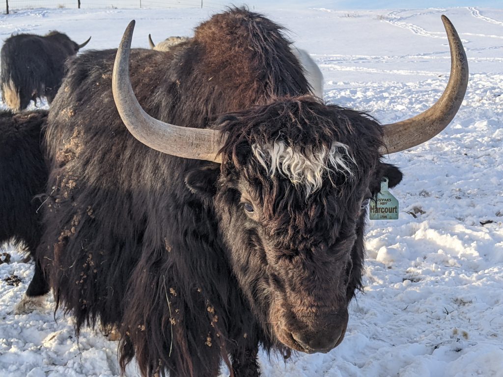 Yaks for Sale – Serendipity Farmstead 605-223-1125 / 303-719-4484